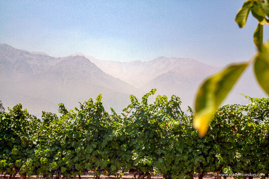 View of the Andes from Aquitania winery in Chile