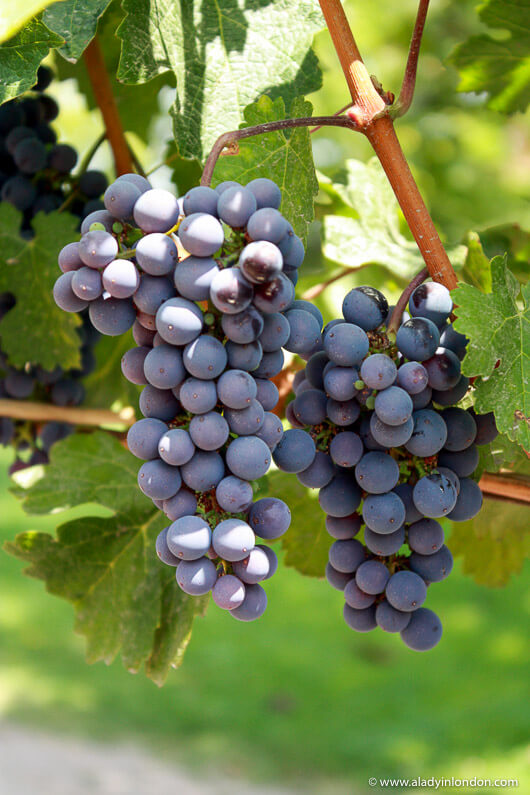 Grapes at a Maipo Valley winery in Chile