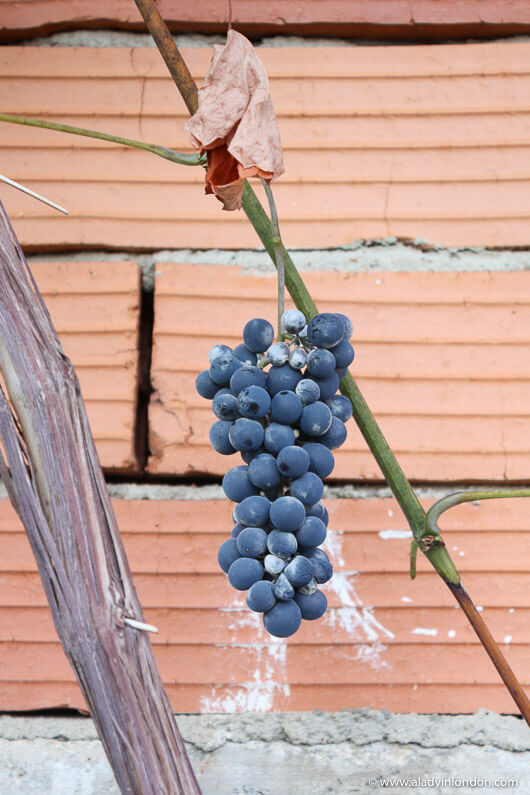 Grapes growing in Ohrid, North Macedonia