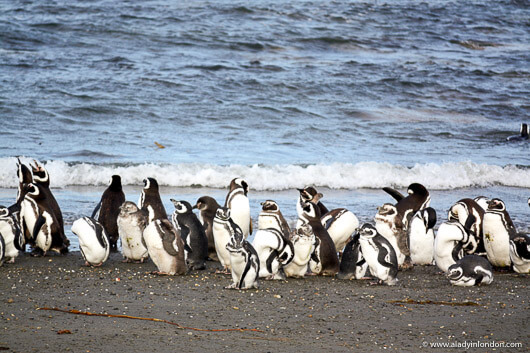 Penguin colony at Seno Otway in Patagonia