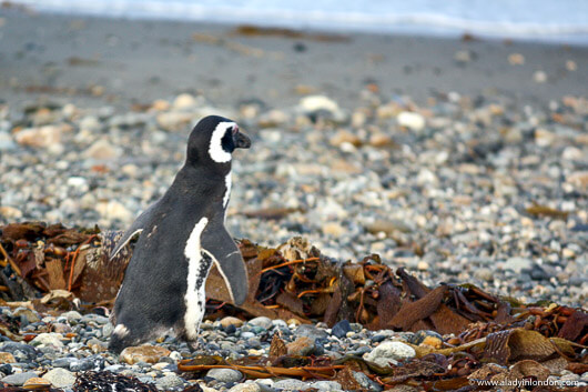 Penguin at Seno Otway in Patagonia, Chile
