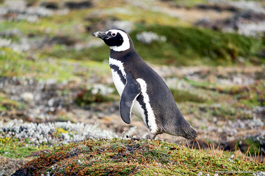 Penguin in Seno Otway in Patagonia, Chile