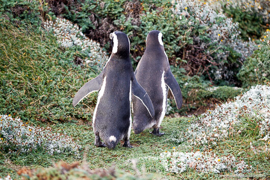 Penguins at Seno Otway in Chile