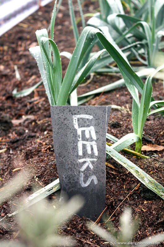 Leeks in the kitchen garden greenhouse at The Pig, New Forest, England