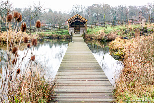 Pond at The Pig, New Forest, England