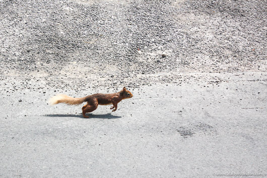 Red Squirrel running through the street in Ravenstonedale, England
