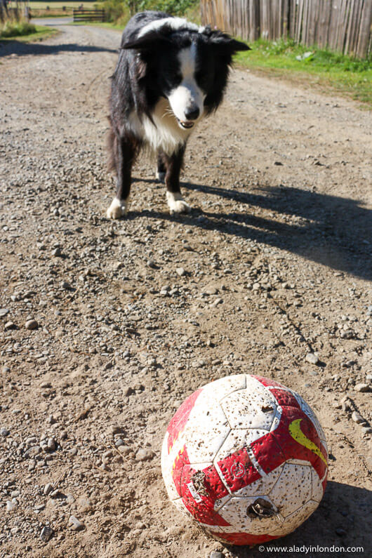 Dog on Ruckle Heritage Farm on Salt Spring Island in BC
