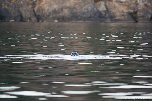 Seal in the water in the Gulf Islands in Canada