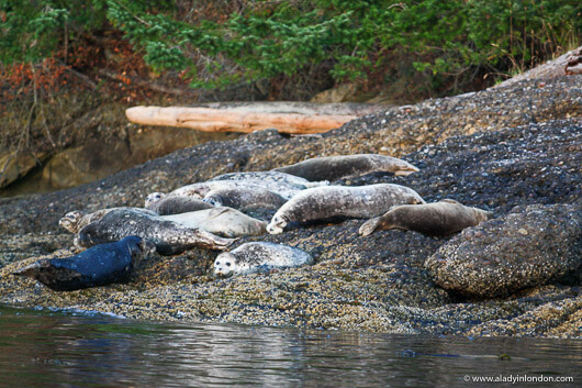 Gulf Island Seals in British Columbia, Canada