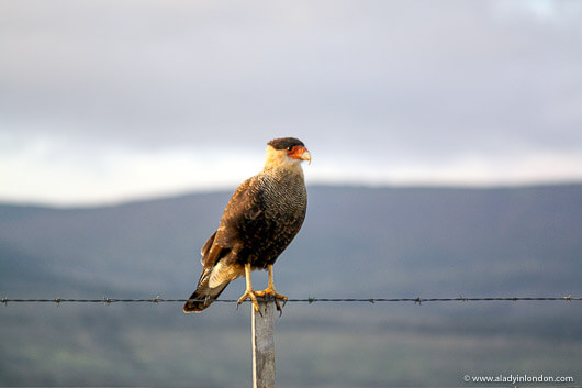 Bird of Prey in Seno Otway, Patagonia