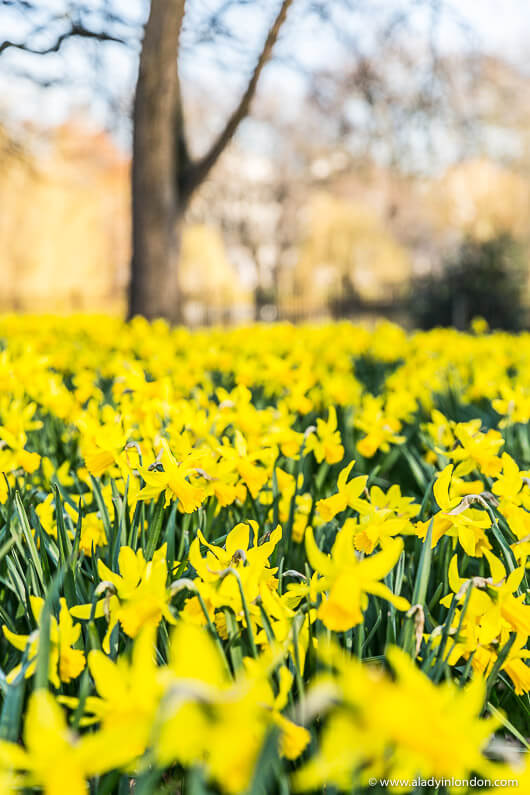 St James's Park Daffodils in London in Spring