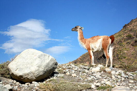 Guanaco in Torres del Paine National Park in Patagonia, Chile