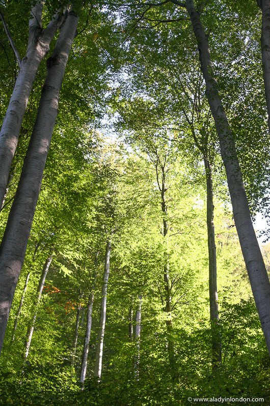 Trees on the Via Alpina trail in Liechtenstein