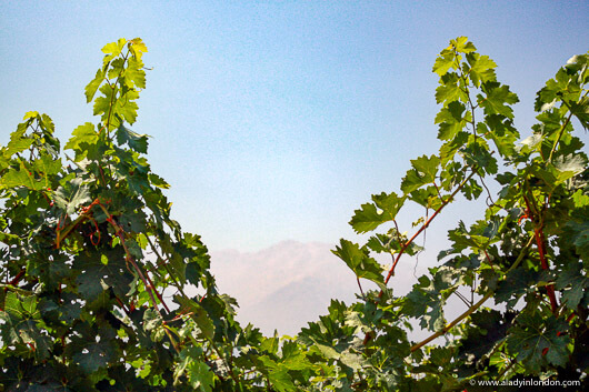 View of the Andes in a vineyard while wine tasting in the Maipo Valley