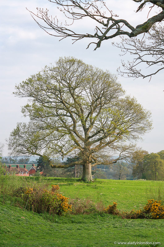 Tree on the grounds of a country house hotel in West Sussex, England