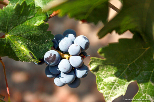 Wine grapes in the Maipo Valley, Chile