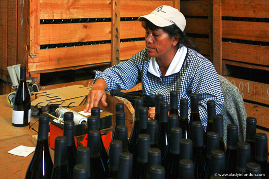 Woman labeling bottles of wine at a Maipo Valley winery in Chile