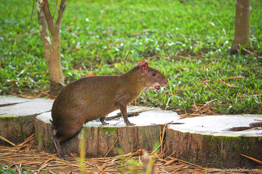 Agouti in Tambopata in the Amazon in Peru