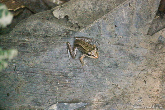 Frog on Monkey Island in Tambopata in the Amazon in Peru