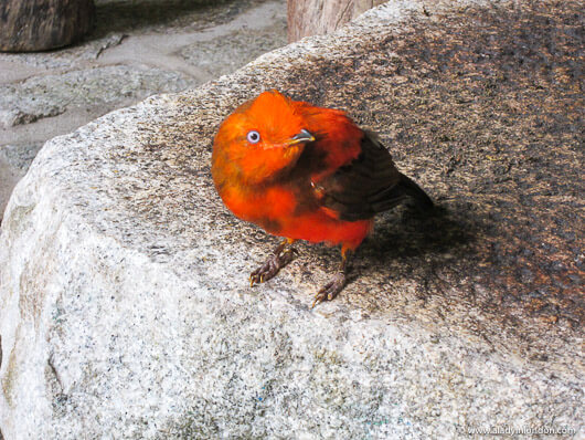 Andean Cock-of-the-Rock in Machu Picchu, Peru