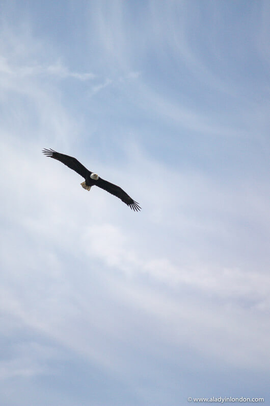 Bald Eagle in Red Wing, Minnesota
