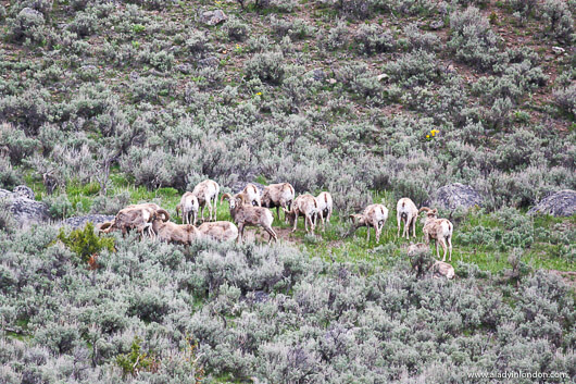 Bighorn Sheep in Yellowstone National Park