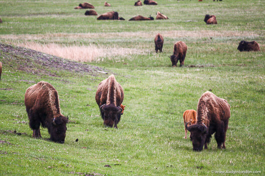 Bison in Yellowstone National Park