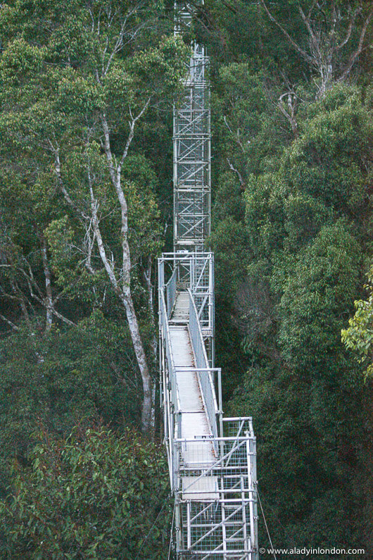 Rainforest canopy walkway in Ulu Temburong National Park, Brunei