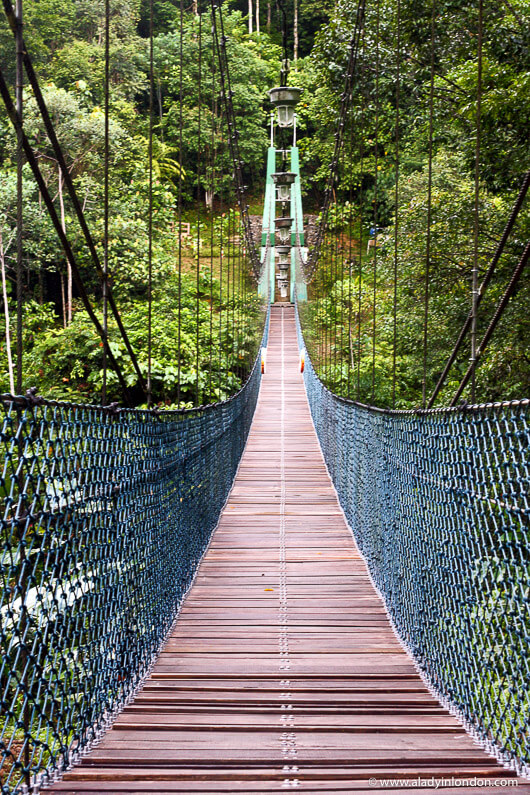 Rope bridge over a river in Ulu Temburong National Park, Brunei