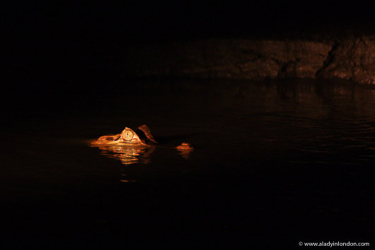 Caiman in the Madre de Dios River in Tambopata, Peru