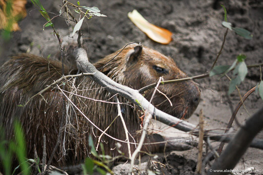 Capybara in Tambopata in the Amazon in Peru