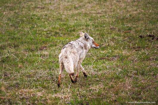 Coyote on a Yellowstone National Park Tour