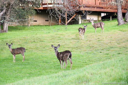 Deer in Portola Valley Ranch