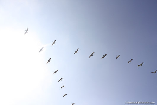 Birds in Del Mar, California