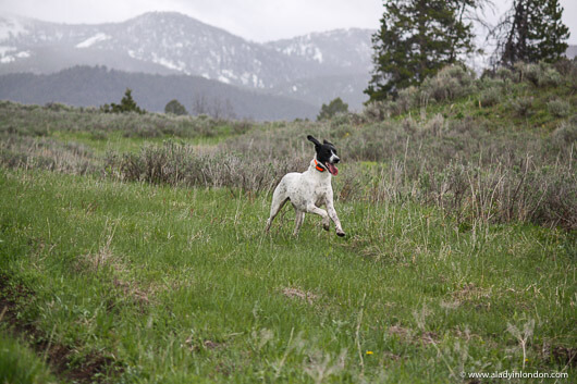Dog on a hike in Big Sky, Montana