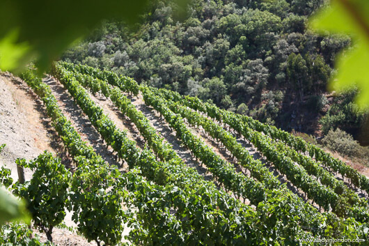 Vineyards in the Douro Valley, Portugal