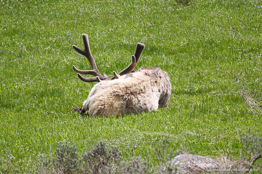 Sleeping Elk on a Yellowstone National Park Tour