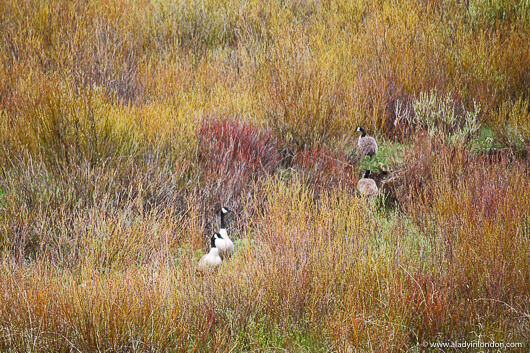 Field of geese in Big Sky, Montana