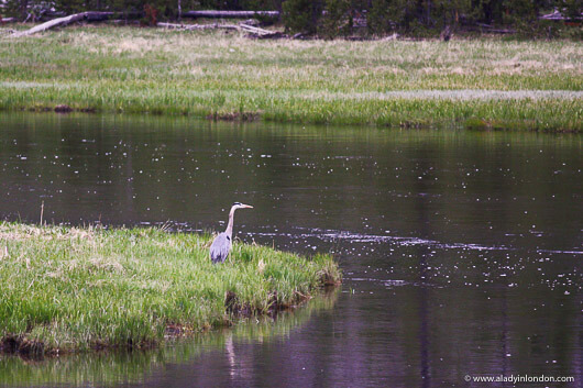 Great Blue Heron on a Yellowstone National Park Tour