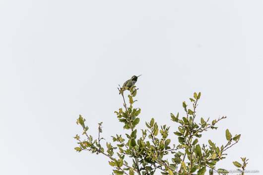Hummingbird in Portola Valley, California