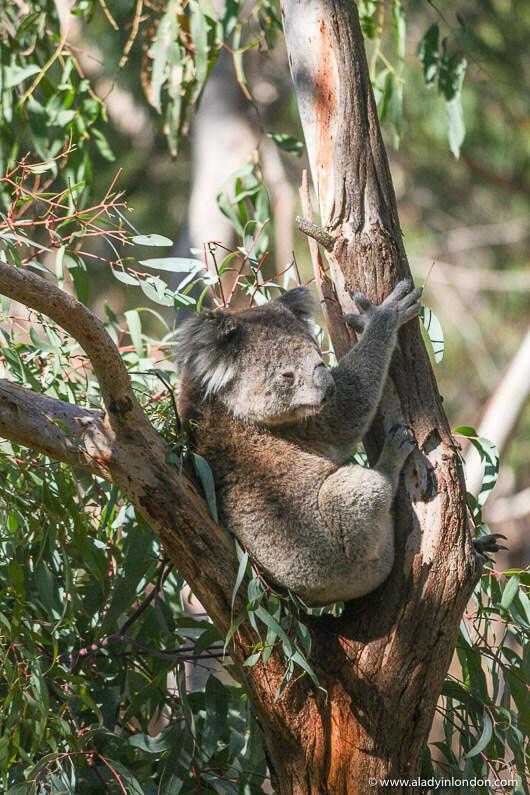 Koala Conservation Reserve on Phillip Island in Australia