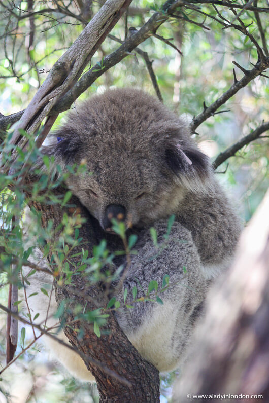 Koala on Phillip Island, Australia