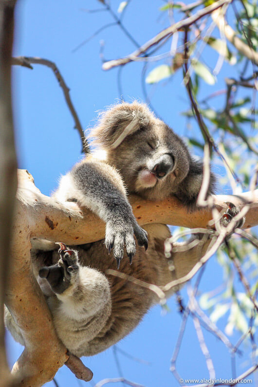 Koala on a Phillip Island Day Tour in Australia