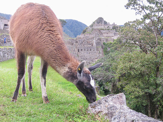 Llama grazing in the ruins in Machu Picchu