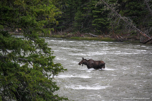 Moose in a River in Big Sky, Montana