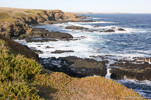 The Nobbies, Phillip Island, Australia