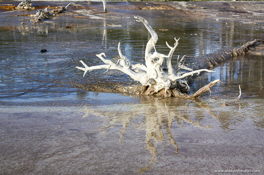 Petrified Tree on a Yellowstone National Park Tour