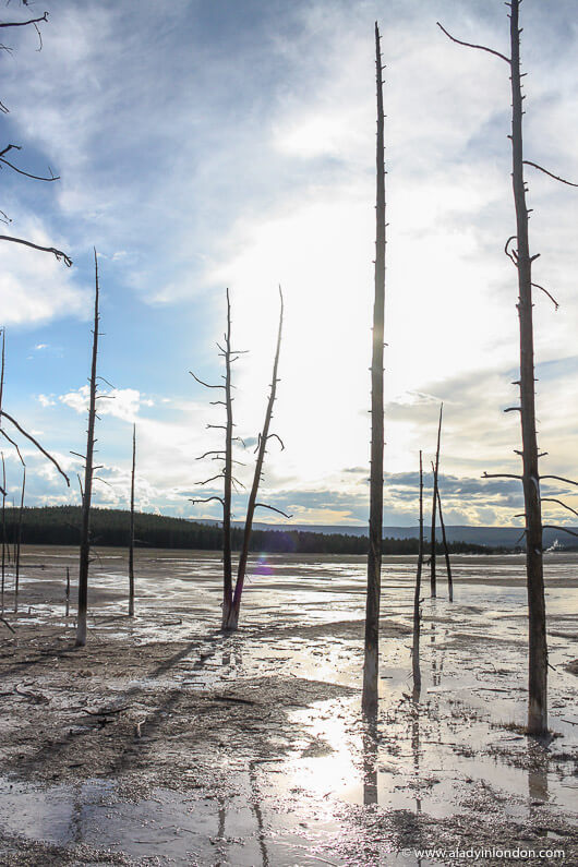 Petrified Trees on a Yellowstone National Park Tour