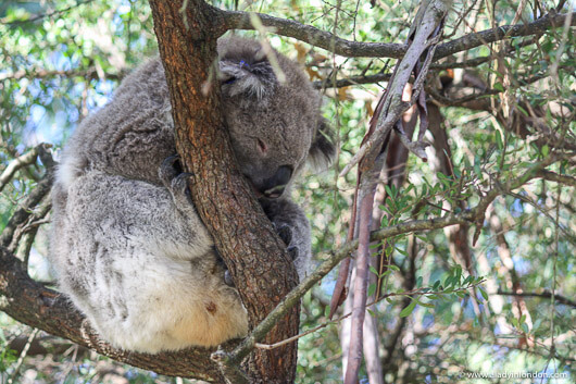 Koala on a Phillip Island Day Tour