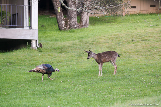 Deer and Wild Turkey in Portola Valley, California